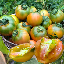 丹东草莓番茄种子铁皮柿子草莓水果小番茄阳台盆栽蔬菜种孑籽秧苗