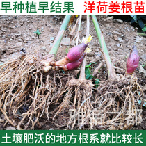 阳荷姜种根1斤包邮农家现挖洋火姜洋荷笋新鲜蔬菜种植苗洋荷姜根