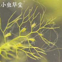 新款黄花狸藻小虫草堂水生狸藻丝叶捕蚊子幼x虫食虫植物水培植物