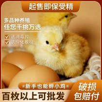 受精鸡蛋种蛋可孵化小鸡可以能孵出的土鸡五黑芦花青脚麻<em>珍珠鸡</em>蛋