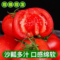 云南普罗旺斯生吃西红柿新鲜当季沙瓤大番茄自然熟整箱粉柿子生吃