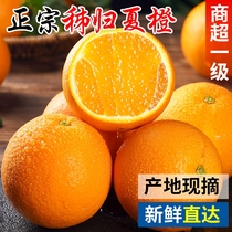 现摘秭归夏橙新鲜水果榨汁专用橙子10冰糖果冻甜脐橙9斤整箱批发