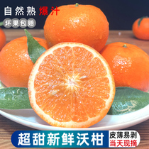 四川农家种植沃柑橘子水果新鲜整箱当季皇帝蜜柑橘砂糖桔子丑8斤