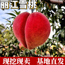 丽江雪桃苗南北方庭院地栽种植特大果树盆嫁接矮化甜脆桃当年结果