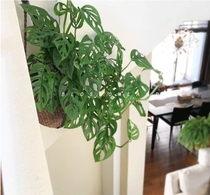 仙洞龟背竹多孔洞洞芋观叶植物客厅室内盆栽绿植除甲醛
