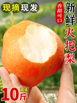 云南高原红梨火把梨9斤新鲜水果梨子酥梨香梨酸甜大果香红梨9