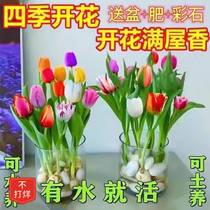 【48小时发货】【耐寒好养】水培四季郁金香盆栽花卉植物客厅绿植