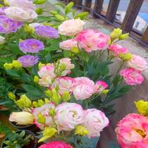 重瓣粉色洋桔梗花苗幼苗郁金香花种球籽子盆栽带花苞鲜花大花阳台