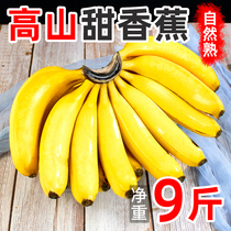 广西高山香蕉新鲜9斤当季水果整箱芭蕉批发10自然熟现摘粉甜香蕉