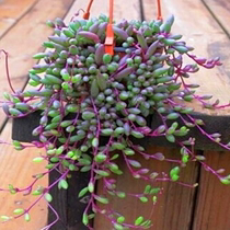 多肉植物紫玄月多肉吊兰佛珠花卉盆栽办公室绿植好养的珍珠吊兰