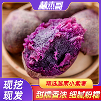 越南小紫薯沙地紫心红薯纯正新鲜农家自种珍珠番薯山芋官方旗舰店