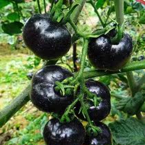 黑珍珠樱桃黑番茄西黑柿种子黑宝石水果番茄盆栽四季蔬菜种籽