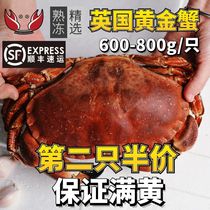 熟冻面包蟹600-800g/只 母蟹大螃蟹特大膏蟹海鲜水产鲜活生鲜海蟹