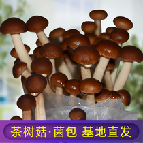 茶树菇蘑菇种植菌包阳台种蘑菇菌种菌棒菌菇种家庭室内种植食用菌