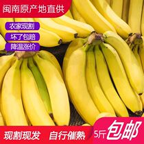 福建漳州天宝香蕉 3/9斤新鲜香甜软糯应季水果非红美人香蕉