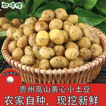 贵州毕节农家自种黄心小土豆威宁本地洋芋高山土豆新鲜现挖马铃薯