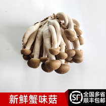 新鲜蟹味菇2盒 食用菌菇火锅配菜食材蘑菇蔬菜 多省顺丰包邮