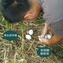 包邮山东<em>莱阳五龙鹅</em>种鹅蛋12枚受精蛋可孵化鹅苗