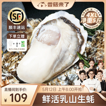 【香菇来了】鲜海道鲜活乳山生蚝4XL净重5斤
