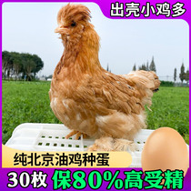 20枚纯种北京油鸡种蛋受精蛋可孵化小鸡苗中华宫廷黄鸡毛脚鸡包邮