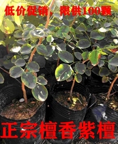 珍稀红木树种檀香紫檀苗 正宗印度小叶紫檀树苗名贵苗木盆栽绿植