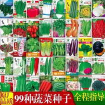 四季蔬菜种子香菜菠菜青菜葱油麦菜白菜萝卜籽简单易种籽孑大全