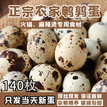 生鹌鹑蛋新鲜140枚现捡农家杂粮喂养生的鸟蛋孕妇辅食