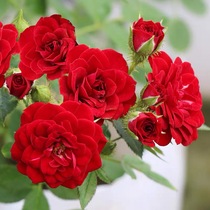 无条件的爱阳台微型月季扦插四季玫瑰微月开花适合盆栽花小苗