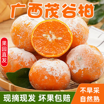 广西茂谷柑新鲜水果当季沃柑现摘薄皮脏脏柑橘石灰柑桔子整箱包邮
