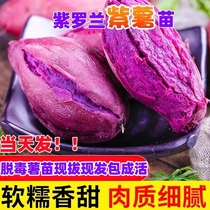 紫薯紫罗兰红薯苗种红著脱毒地瓜苗秧番薯叶苗山芋紫心蕃薯秧苗