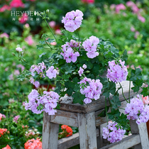 海蒂的花园 垂吊天竺葵花篮吊盆多季开花阳台庭院花卉植物盆栽苗