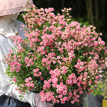 海蒂的花园旗舰店超微月季花卉盆栽灌木微型月季小苗阳台庭院植物