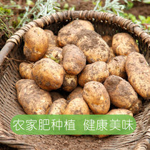 新货贵州毕节威宁大土豆高山洋芋10斤新鲜农产品黄皮黄心马铃