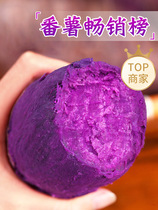 现挖沙地紫薯9斤番薯地瓜板栗红薯新鲜蔬菜农家自种蜜薯山芋烟薯1