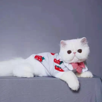 白加菲猫幼崽纯种红虎斑黑大脸猫咪活物小猫活体幼猫英短蓝猫宠物