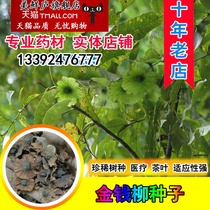 金钱柳种子珍稀树种制造茶叶药用摇钱树工艺金钱树种子青钱柳种籽