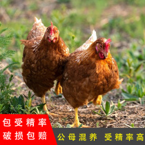 伊莎海兰褐鸡种蛋受精蛋蛋鸡红毛受精卵可孵化纯种高产新鲜产蛋王
