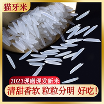 2024年新米大米5斤猫牙米长粒香米泰国香米增城丝苗米农家象牙米