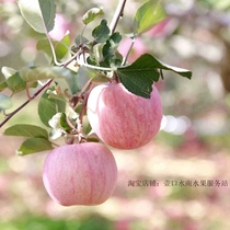 陕西宜川苹果  甜晚富士80mm