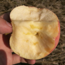 陕西铜川红富士苹果水果 新鲜优质 皮薄酥脆香甜多汁大果10斤NUGM