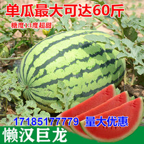 巨型西瓜种籽特大懒汉西瓜种籽四季播水果超甜麒麟瓜新疆西瓜种籽