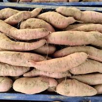 延安农家自种红薯河谷沙地种植产地直发营养美味物美价廉老少皆宜
