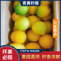 安岳青黄柠檬净重5斤新鲜水果二级小中大香水柠檬7常年供应奶茶店