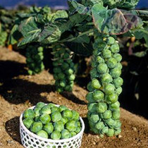 富兰克林抱子甘蓝种籽孢子甘蓝种子苗高产四季包子甘监蔬菜菜种孑