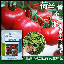 普罗旺斯西红柿苗种籽水果番茄莱种子好吃农家蔬菜大全西红柿种子