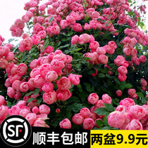蔷薇花苗藤本月季特大花种庭院爬藤植物阳台花卉玫瑰盆栽四季开花