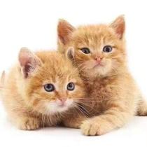 中华田园小橘猫2-3个月便宜小猫咪狸花猫小猫咪活体抓老鼠小猫崽