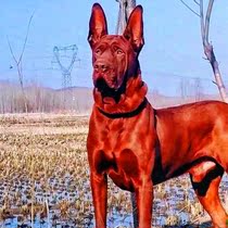 莱州红犬幼犬非纯种苏联红犬串猎犬大骨架红犬混血红狼莱州红猎犬