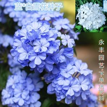 花卉种子 蓝雪花种子 阳台盆栽 蓝白混色爬藤绿植花卉花籽花期长