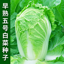 早熟五号白菜种子包心黄心大白菜种籽耐热耐湿春秋农家菜园蔬菜孑